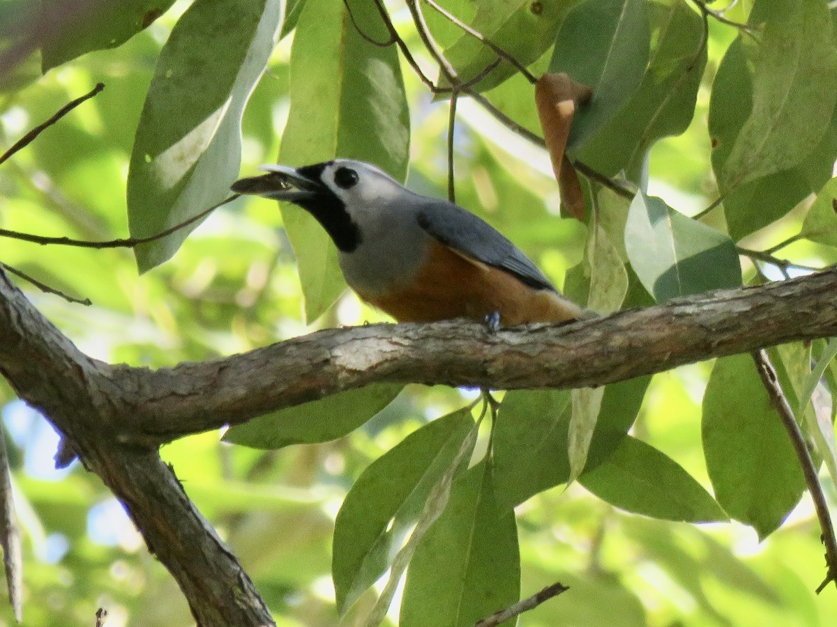 Black-faced Monarch - ML642366981
