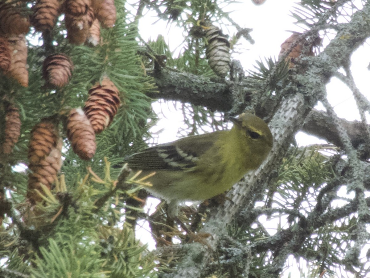 Blackpoll Warbler - ML642366984
