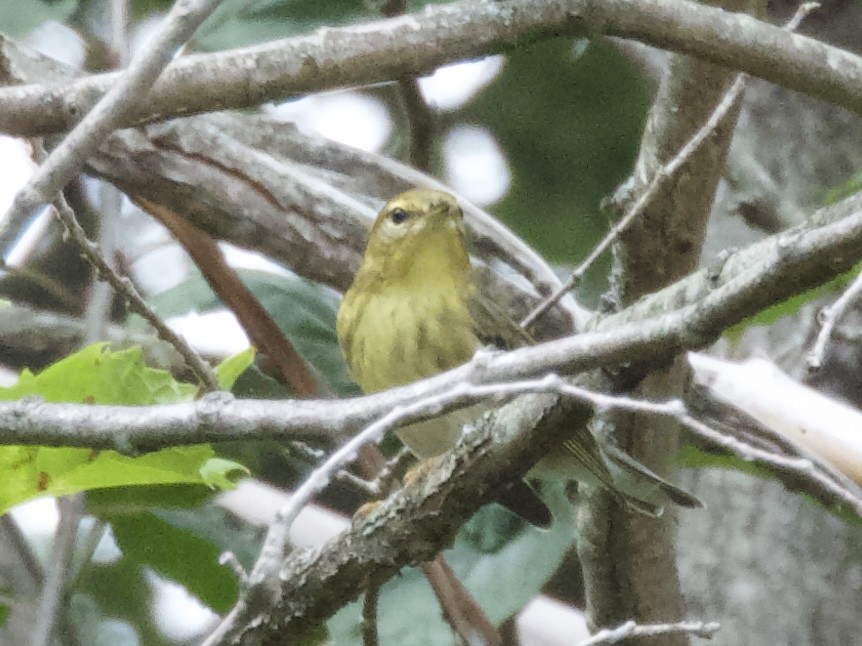 Blackpoll Warbler - ML642366985