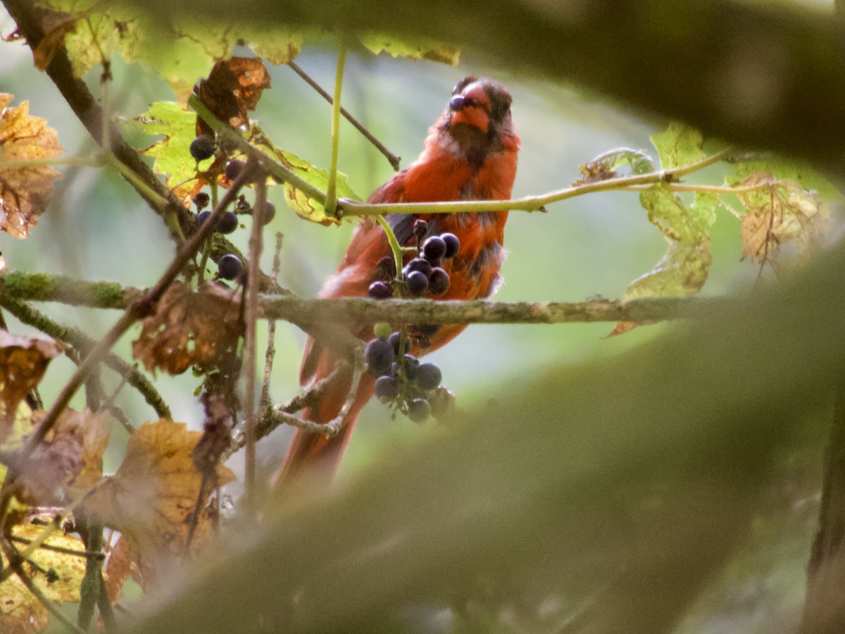 Northern Cardinal - ML642366986