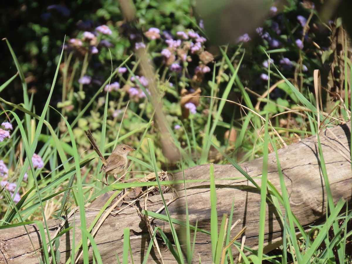Red-backed Fairywren - ML642366987