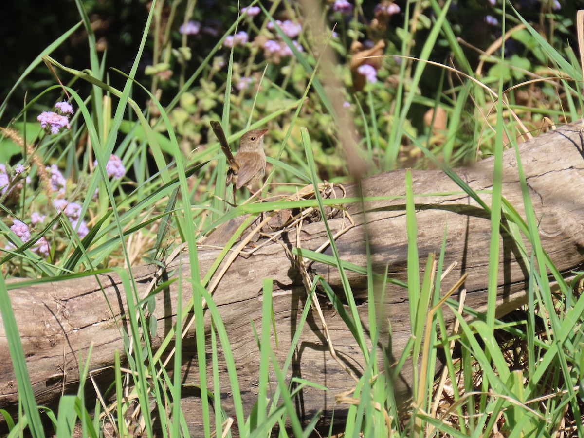 Red-backed Fairywren - ML642366988