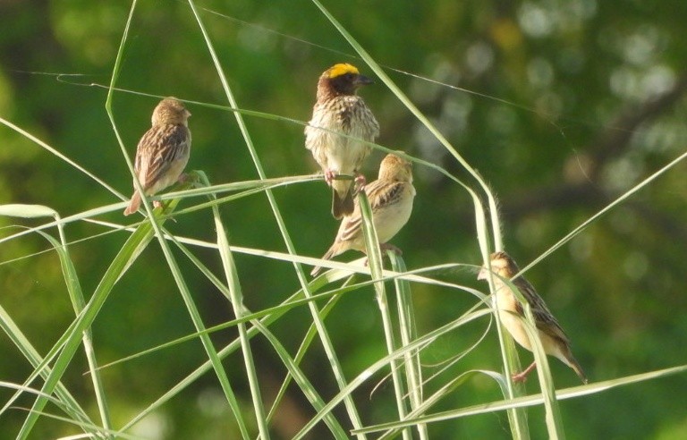 Streaked Weaver - ML642366992