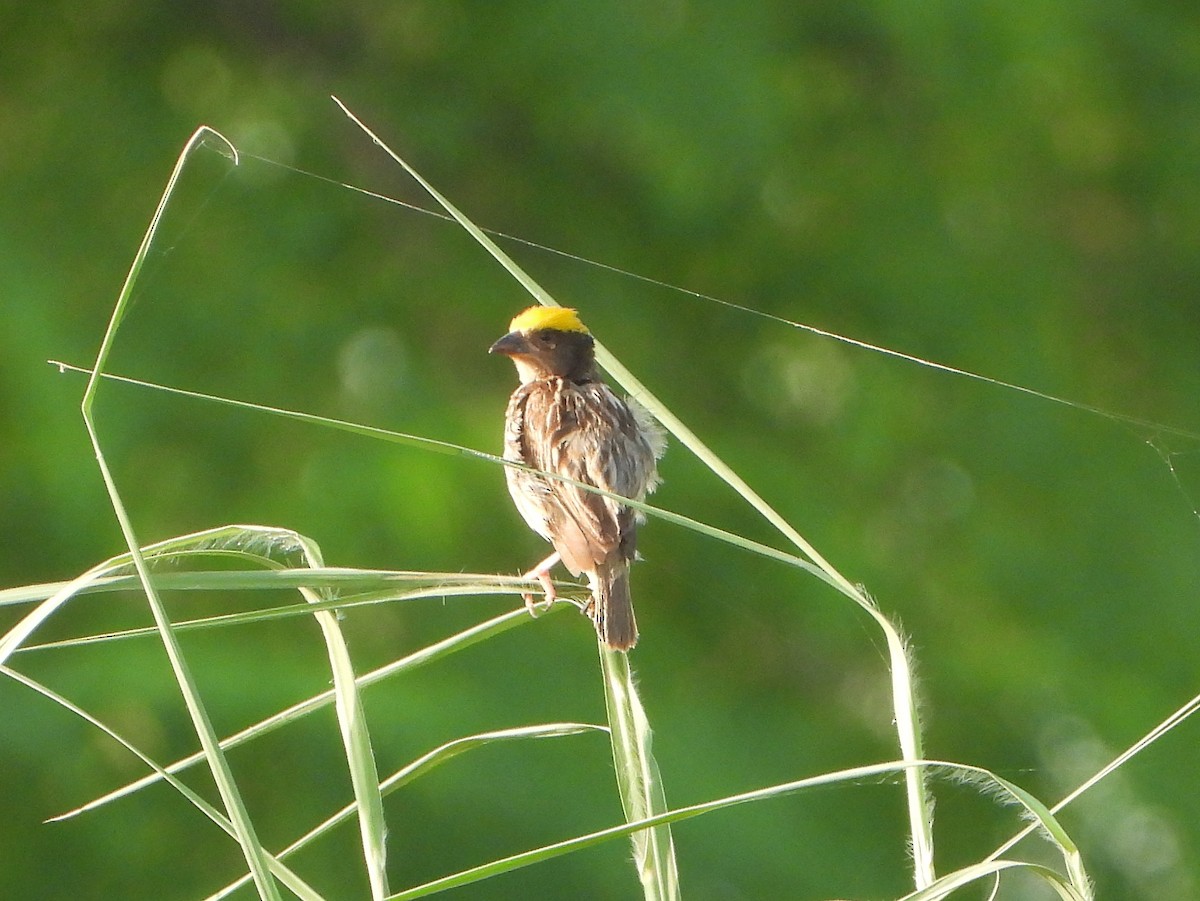 Streaked Weaver - ML642366993