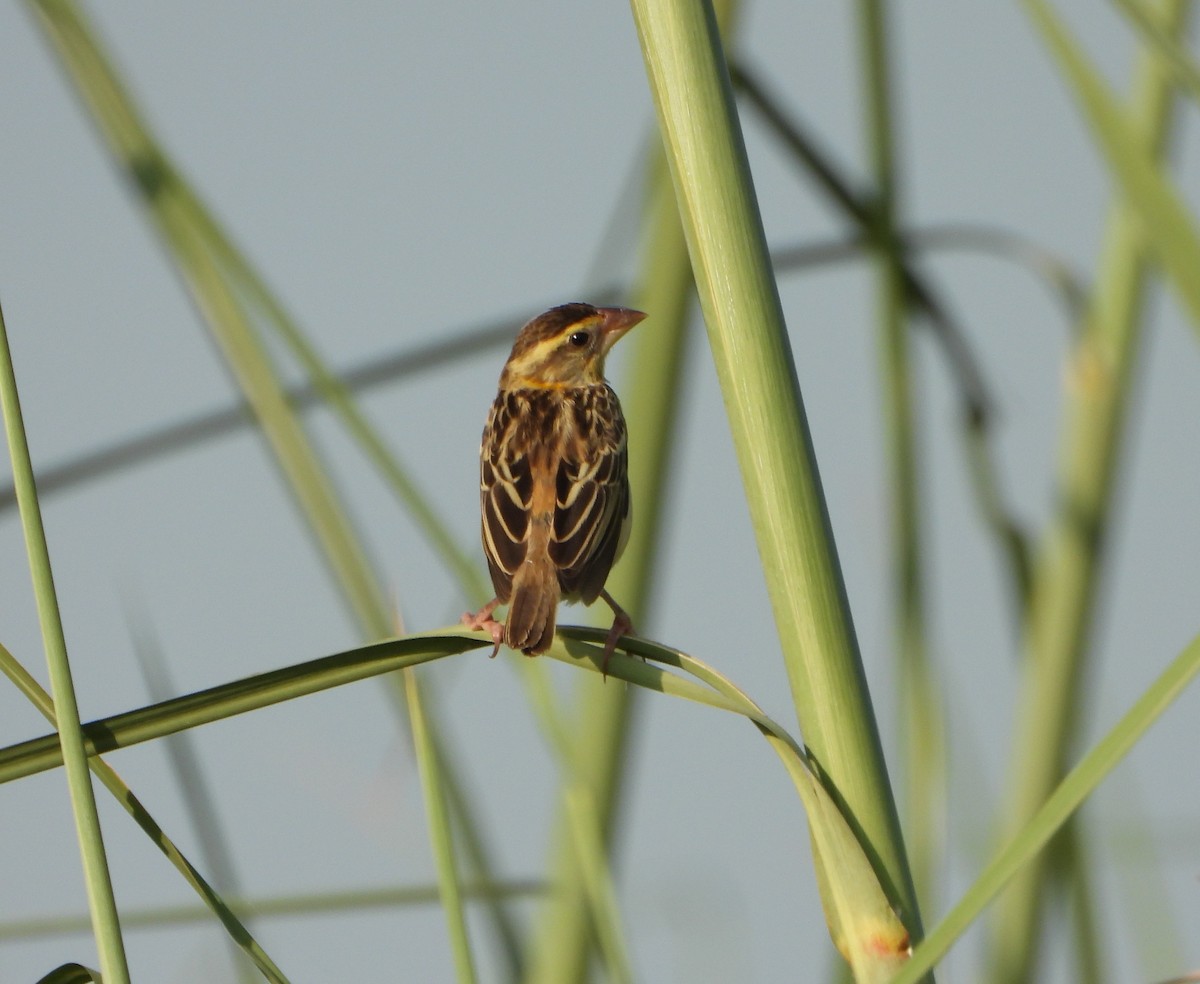 Streaked Weaver - ML642366994