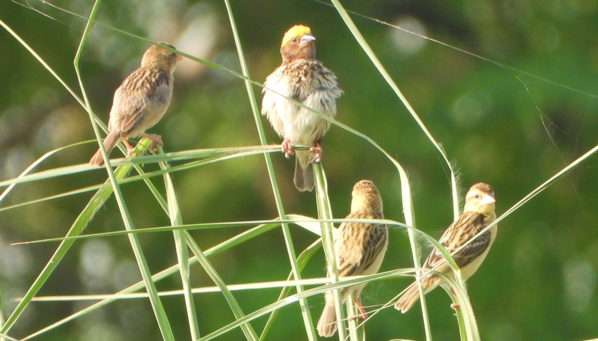 Streaked Weaver - ML642366995