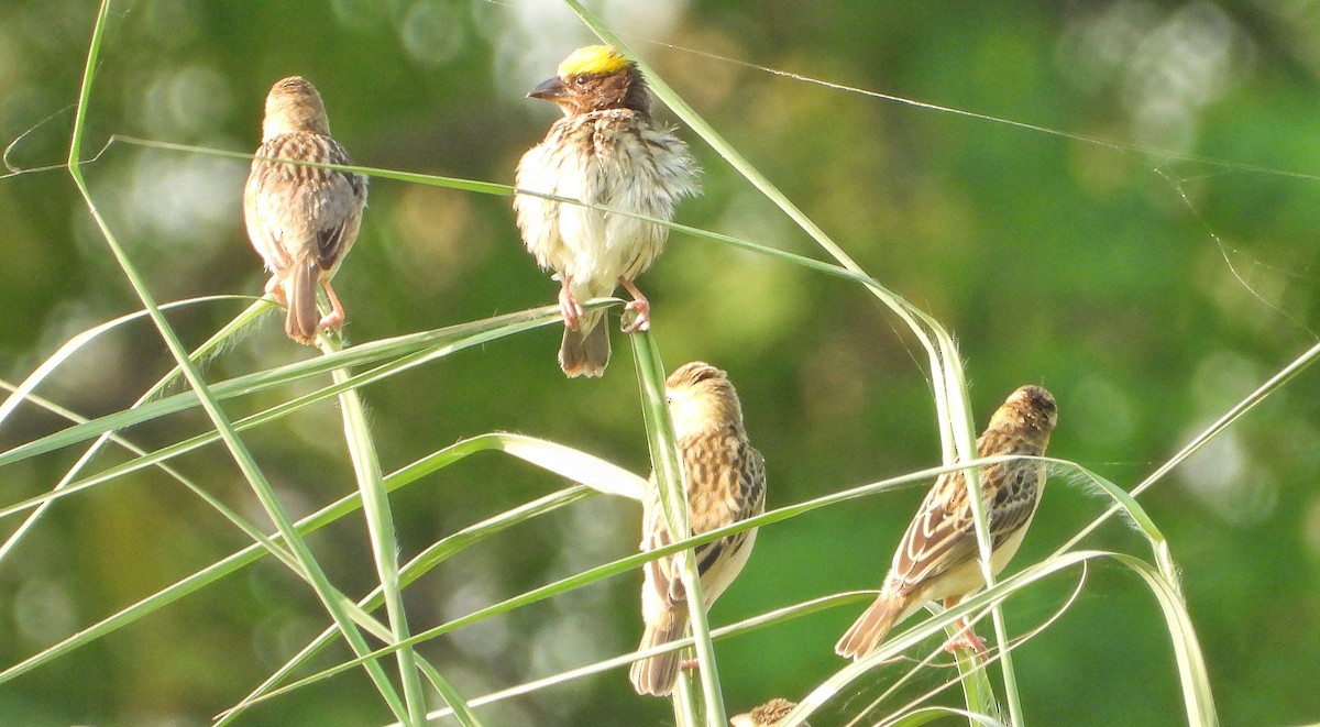 Streaked Weaver - ML642366996