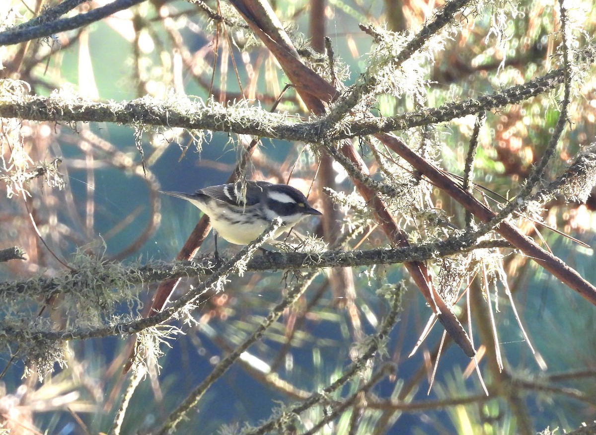 Black-throated Gray Warbler - ML642366997