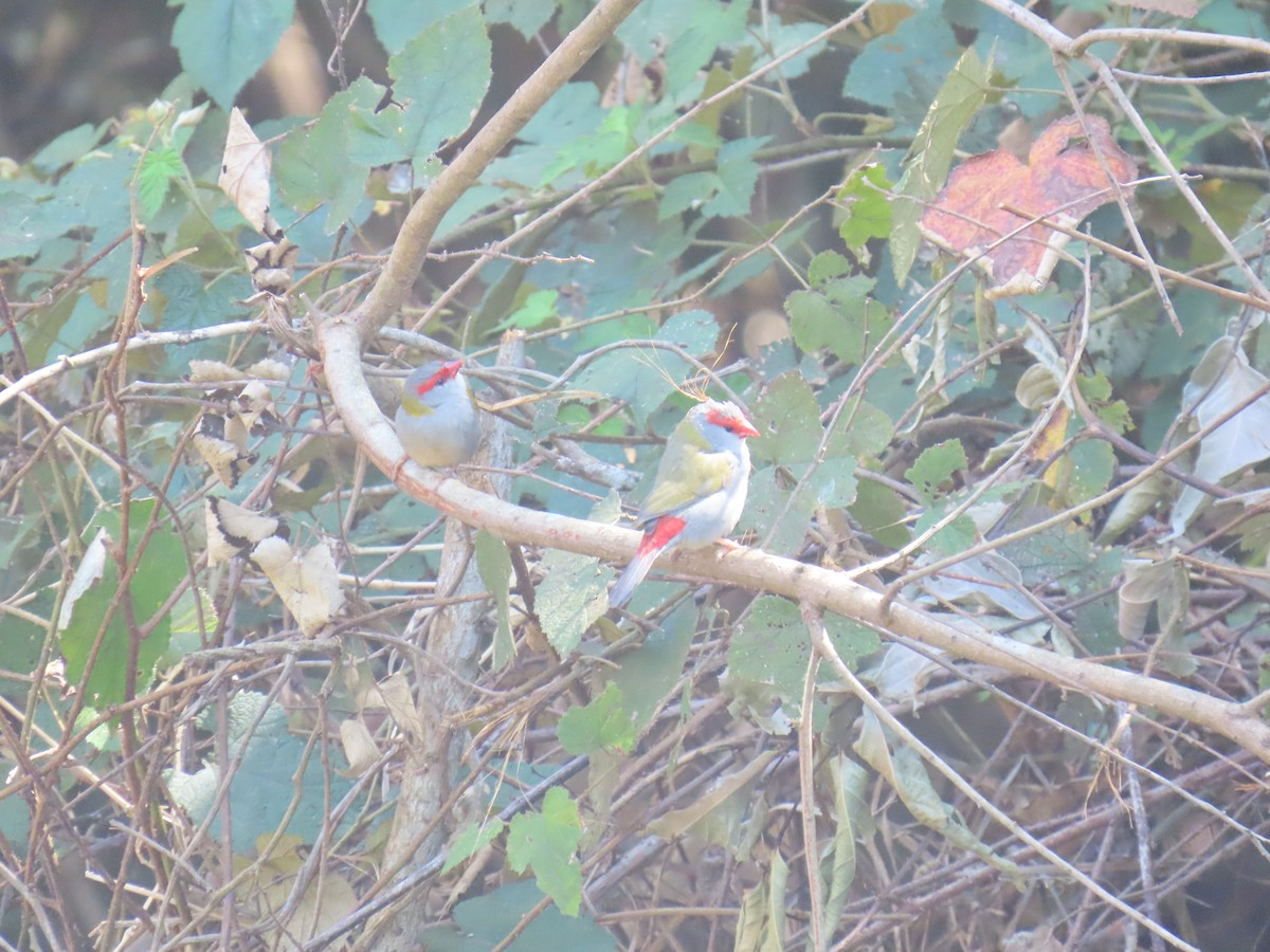 Red-browed Firetail - ML642366998