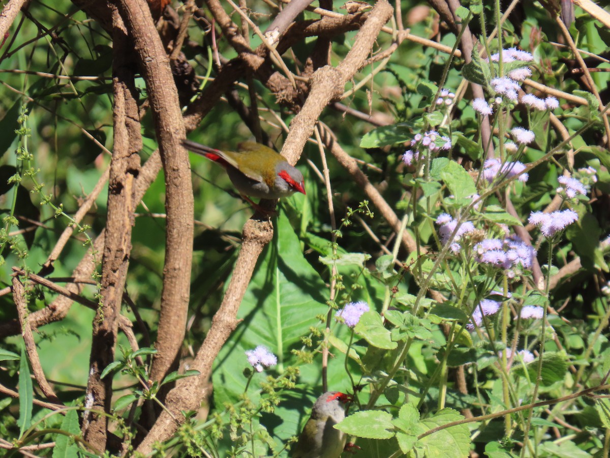 Red-browed Firetail - ML642366999