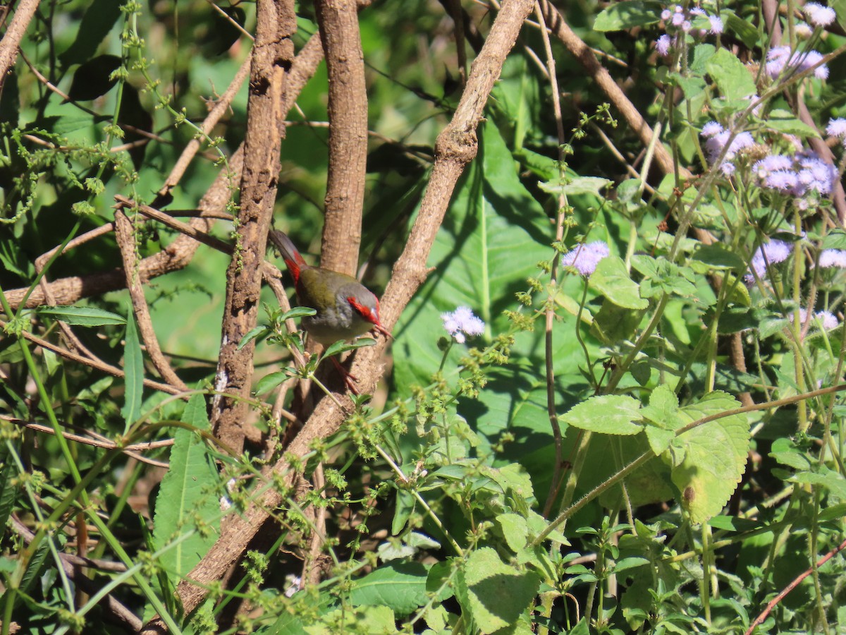 Red-browed Firetail - ML642367000