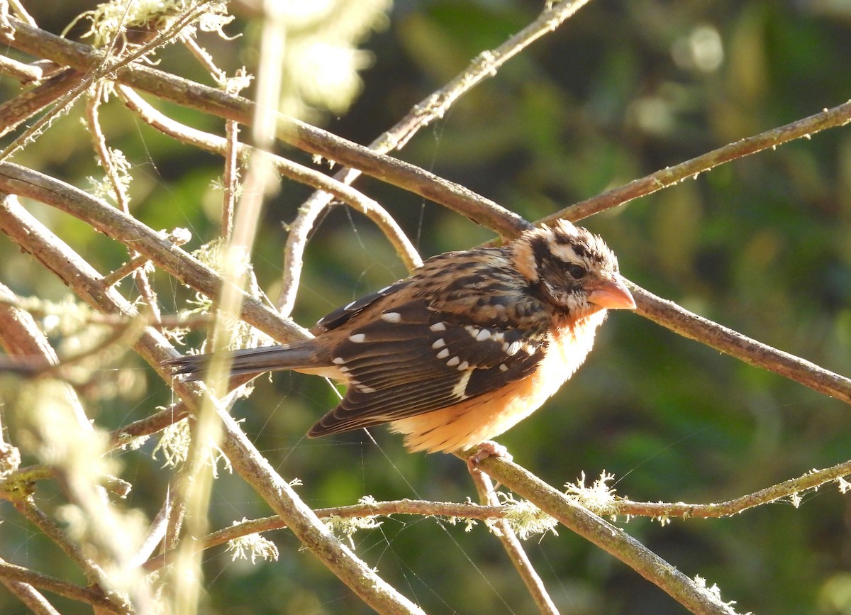 Black-headed Grosbeak - ML642367001