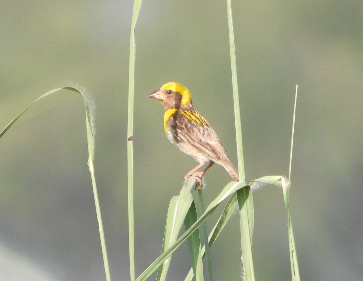 Baya Weaver - ML642367002