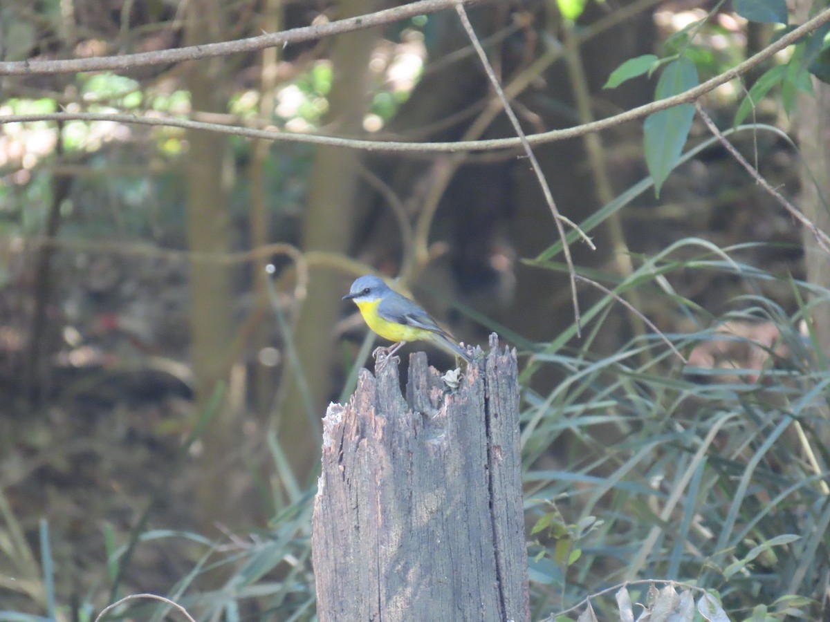 Eastern Yellow Robin - ML642367003