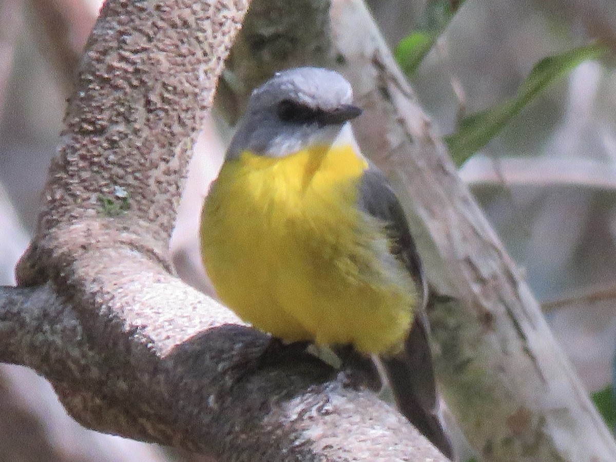 Eastern Yellow Robin - ML642367006