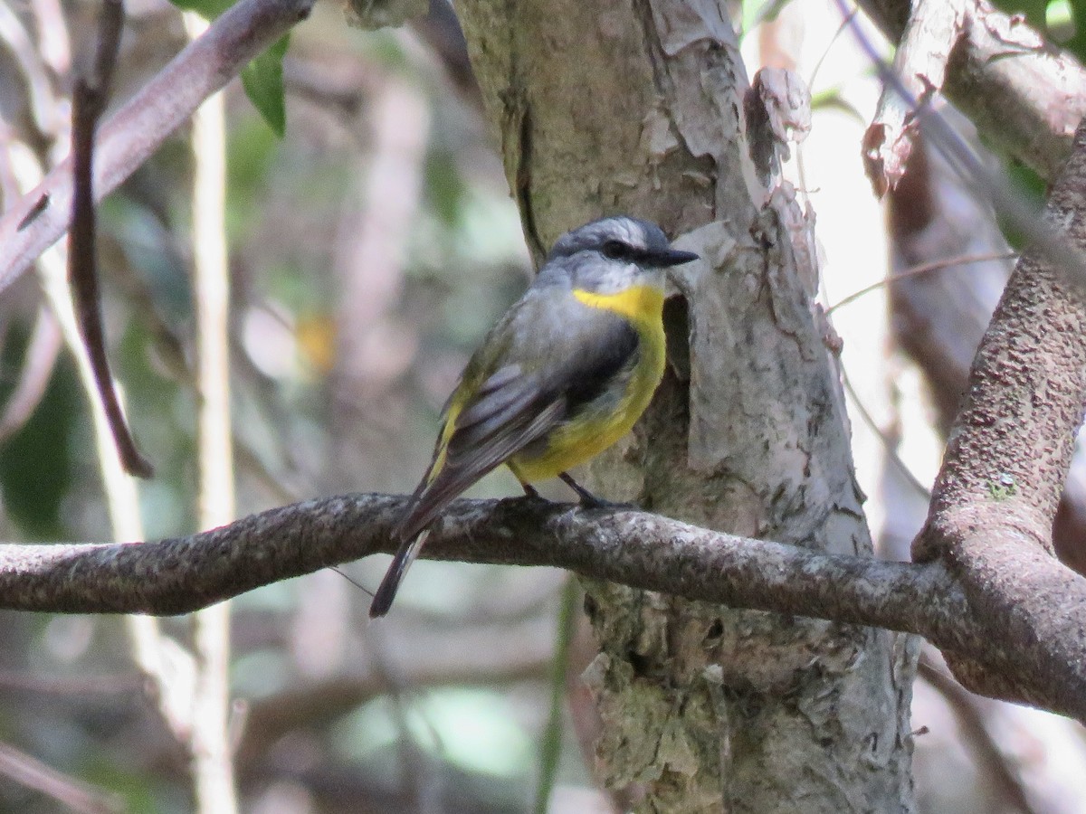 Eastern Yellow Robin - ML642367008