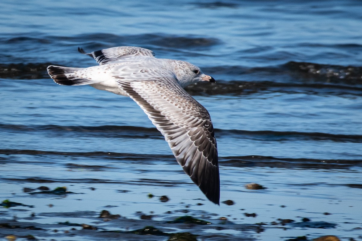 Ring-billed Gull - ML642367010