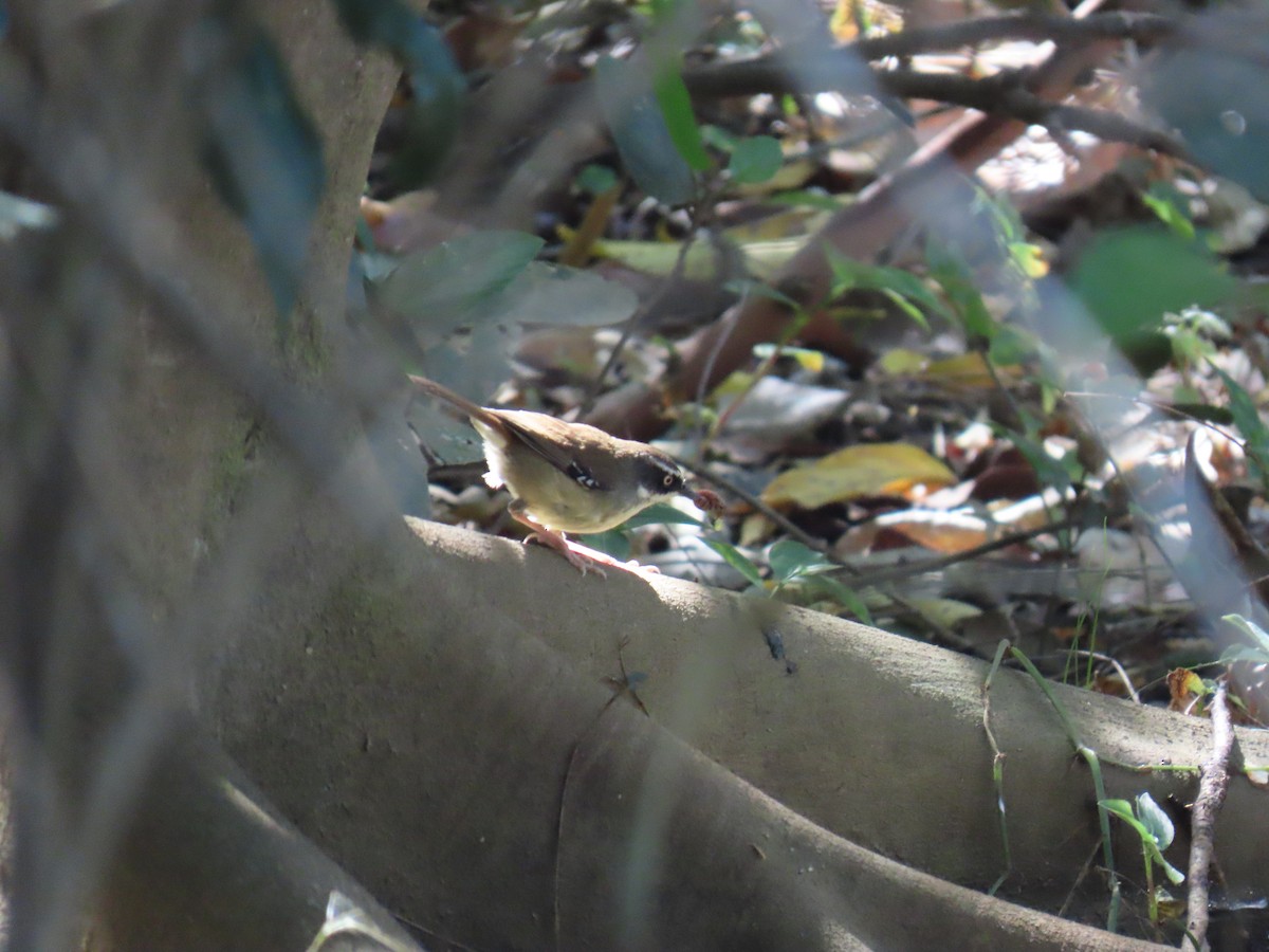 White-browed Scrubwren - ML642367011