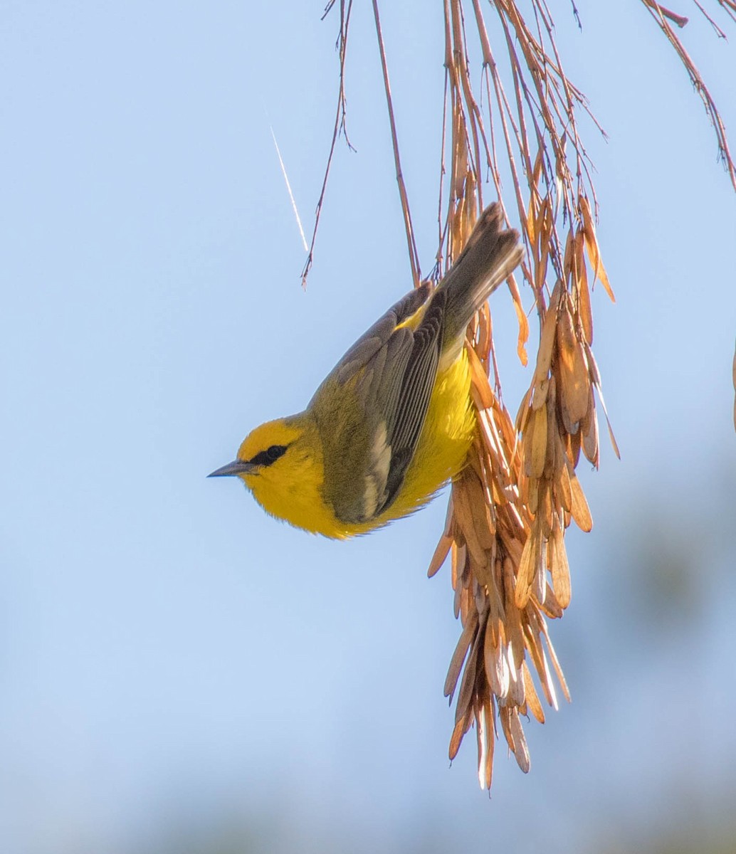 Blue-winged Warbler - ML642367013