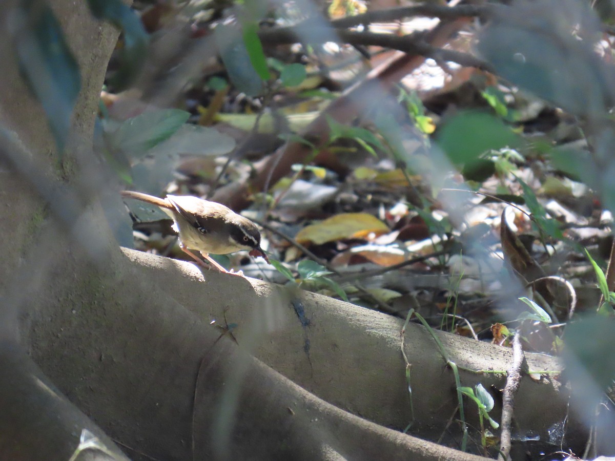 White-browed Scrubwren - ML642367015