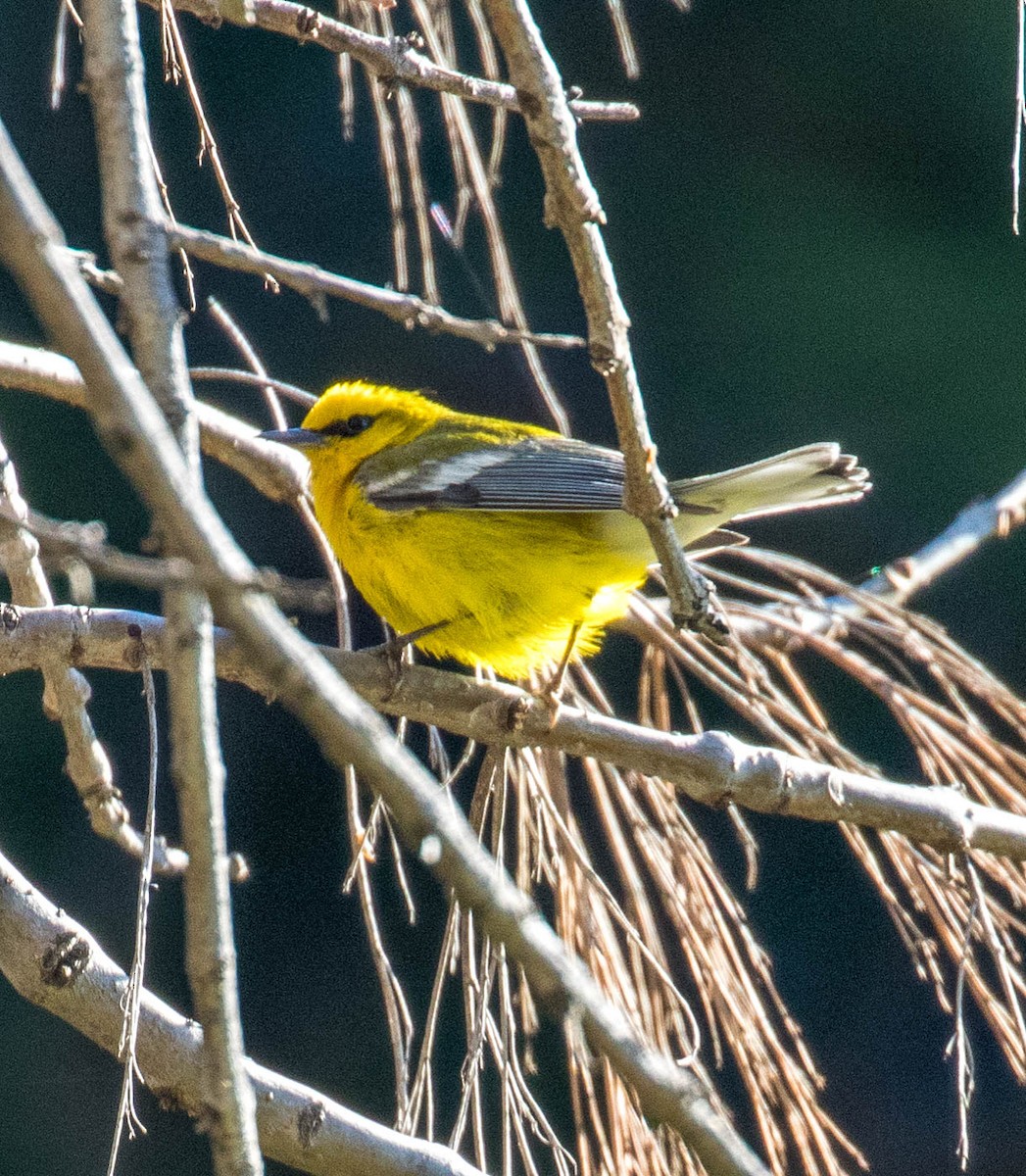Blue-winged Warbler - ML642367016