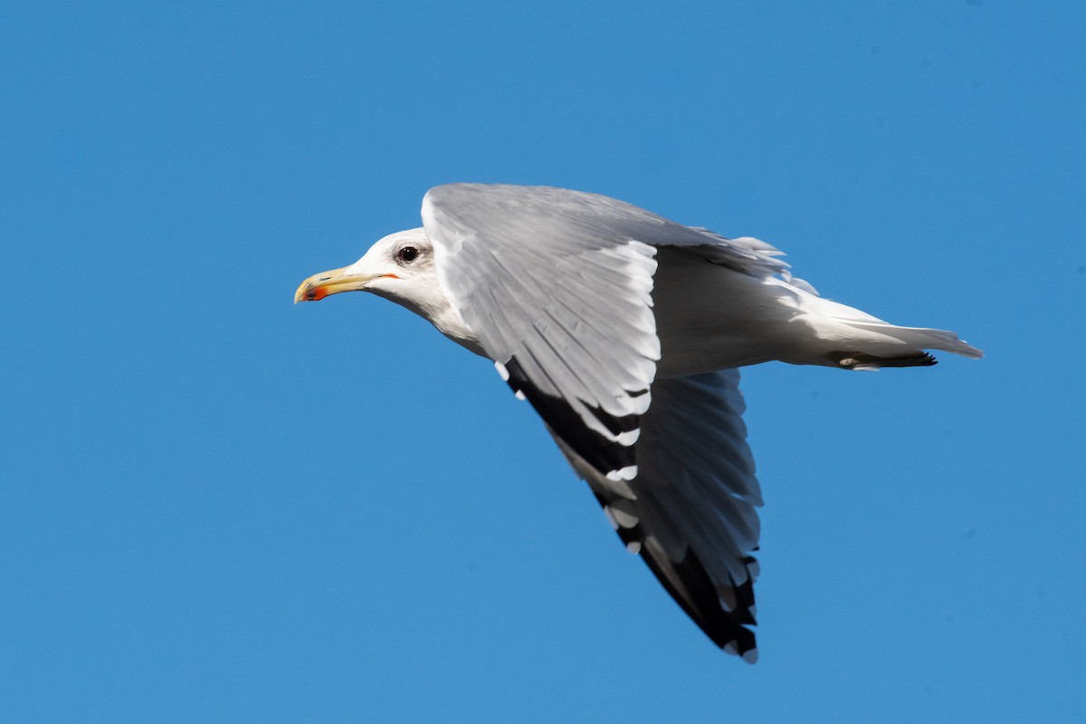 California Gull - ML642367017