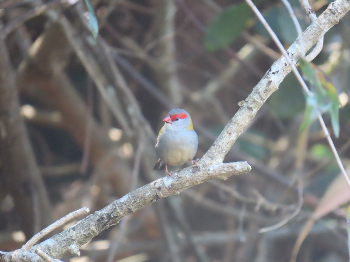 Red-browed Firetail - ML642367018
