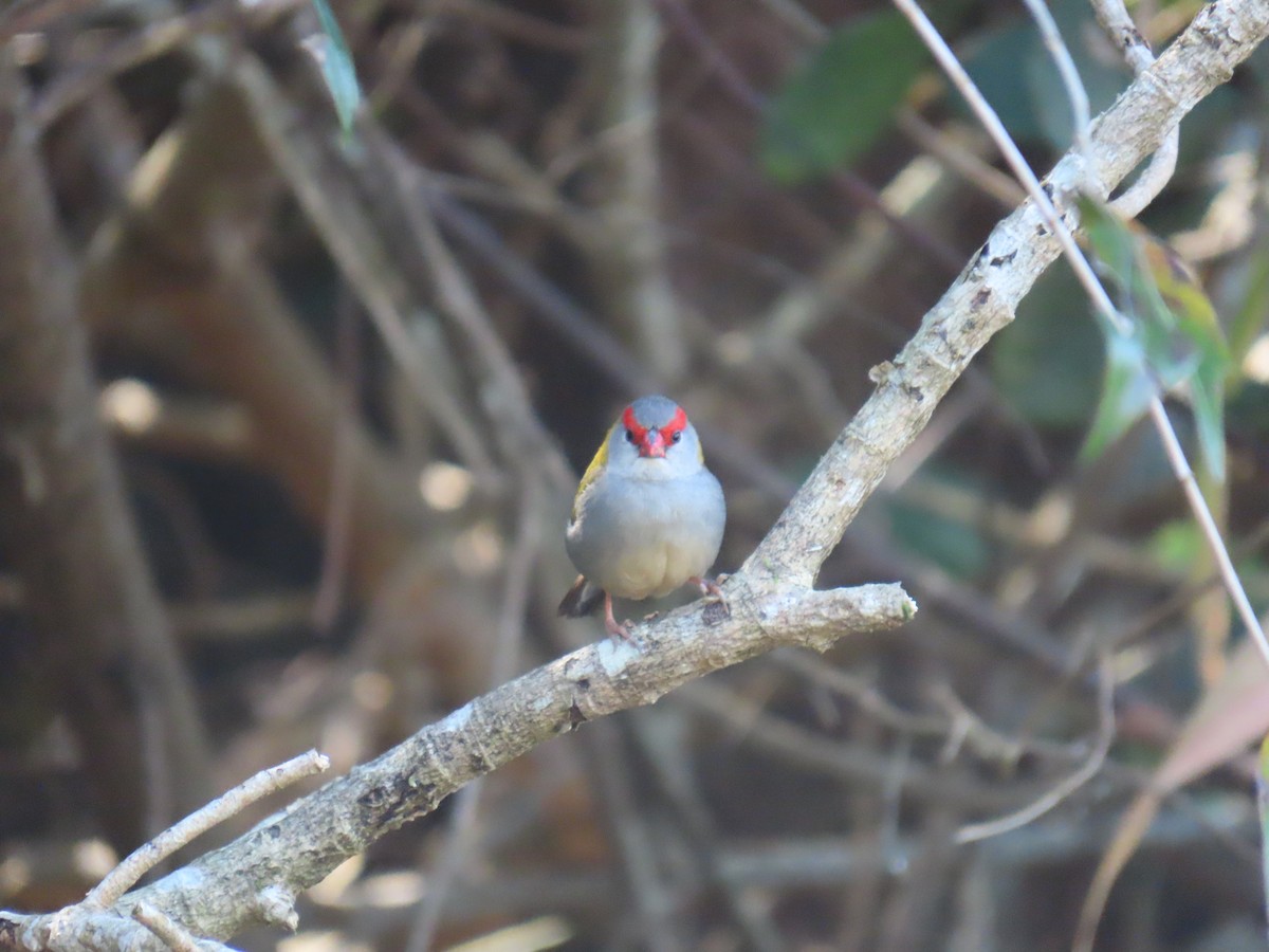 Red-browed Firetail - ML642367019