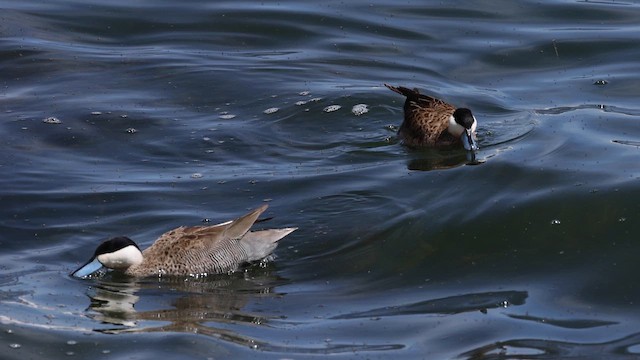 Puna Teal - ML642367022