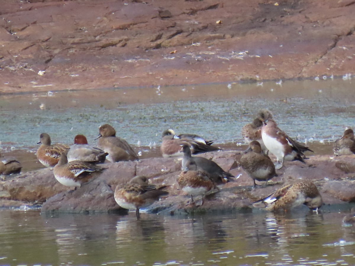 American Wigeon - ML642367023