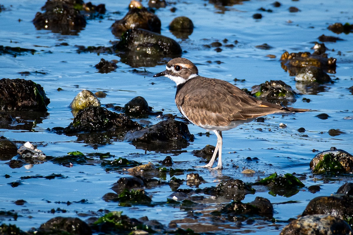 Killdeer - ML642367025