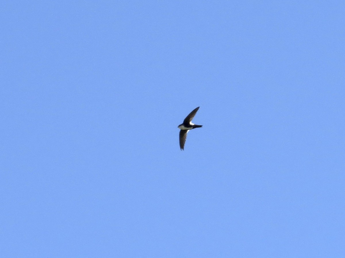 White-throated Swift - ML642367031