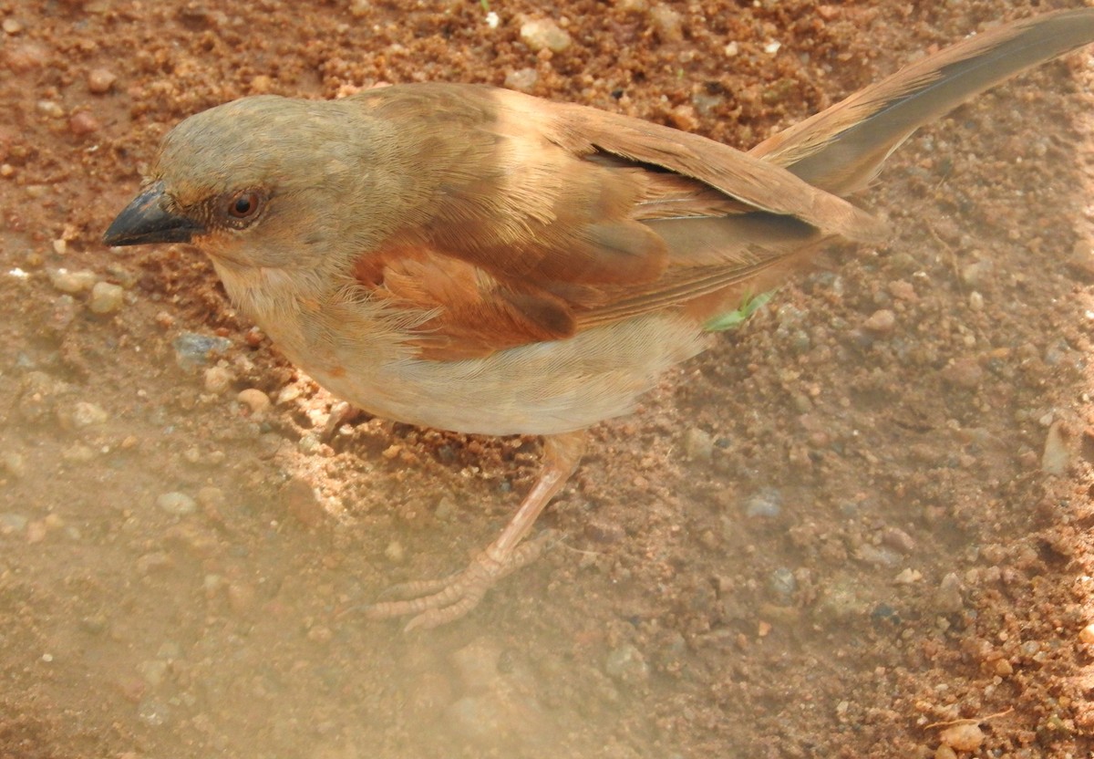 Northern Gray-headed Sparrow - ML642367035