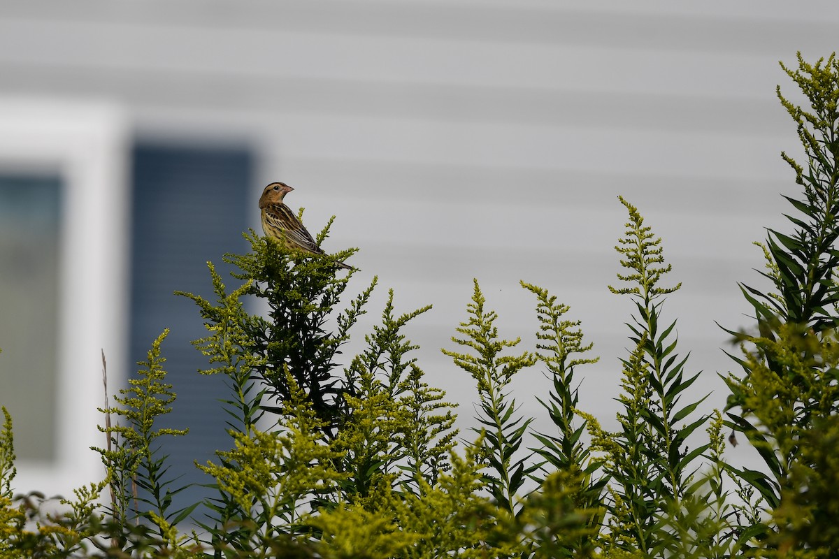 Bobolink - ML642367037