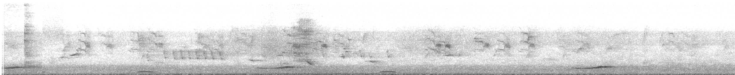Pacific Koel (Australian) - ML642367038