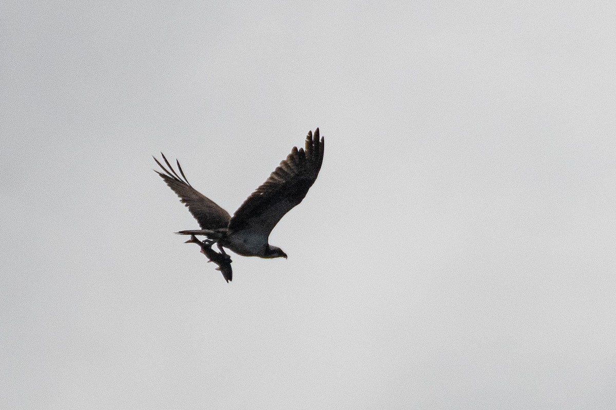 Osprey (American) - ML642367039