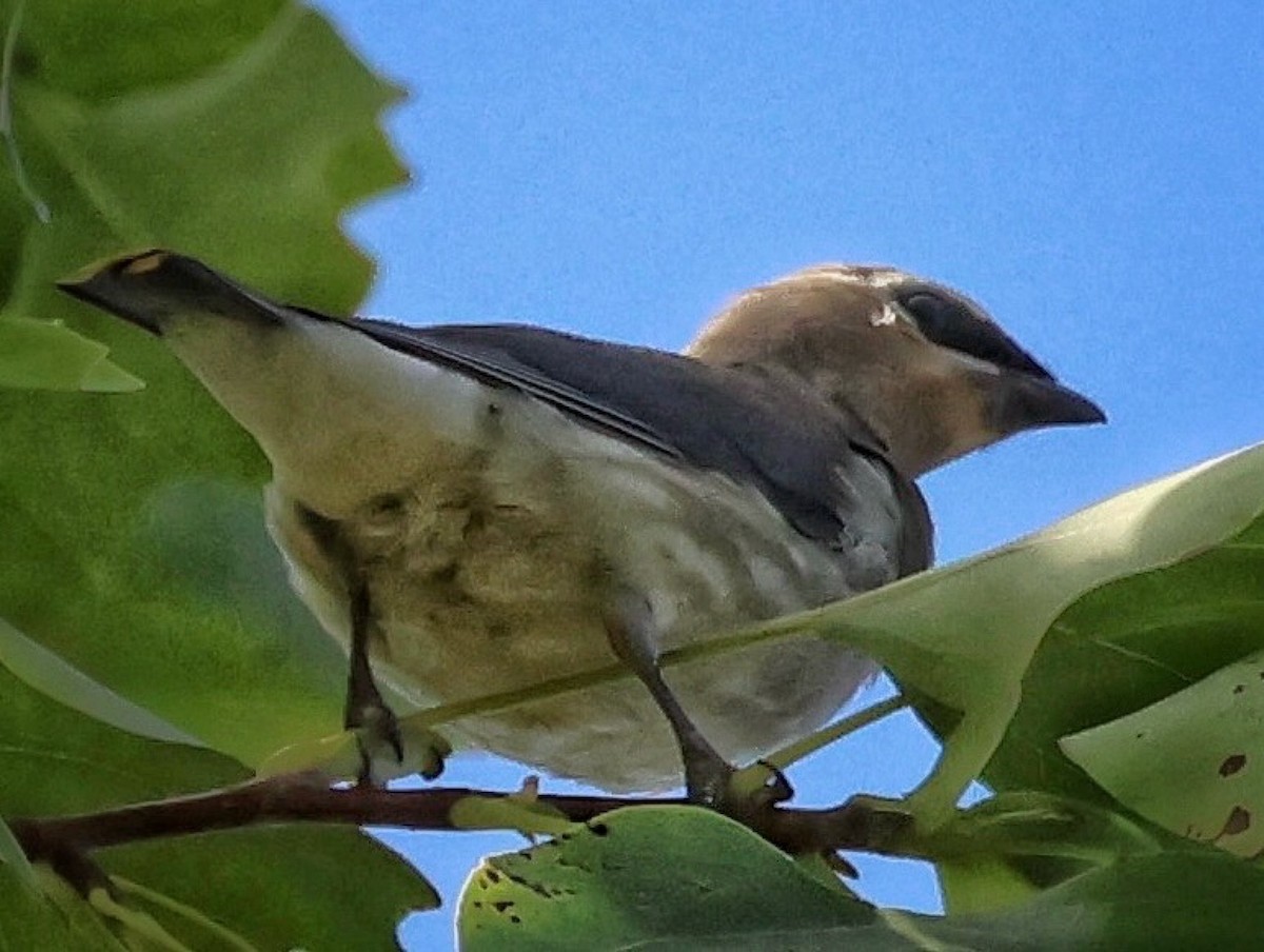 Cedar Waxwing - ML642367040