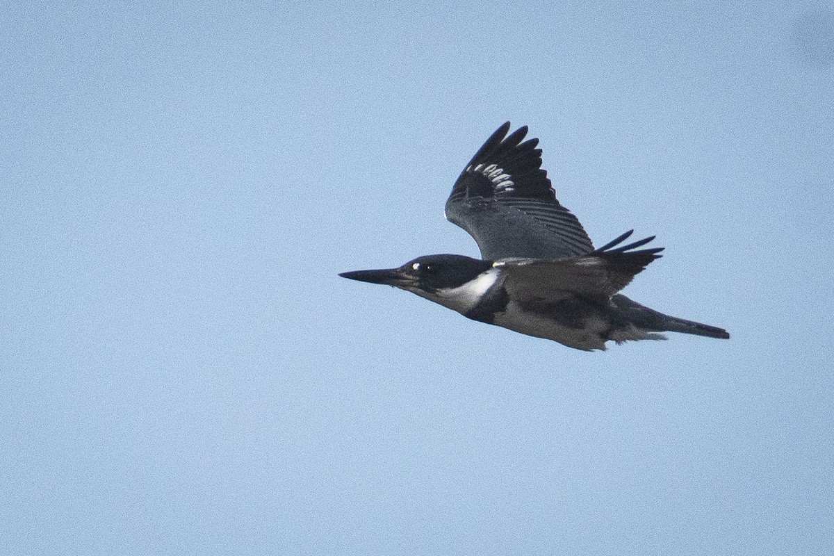 Belted Kingfisher - ML642367045