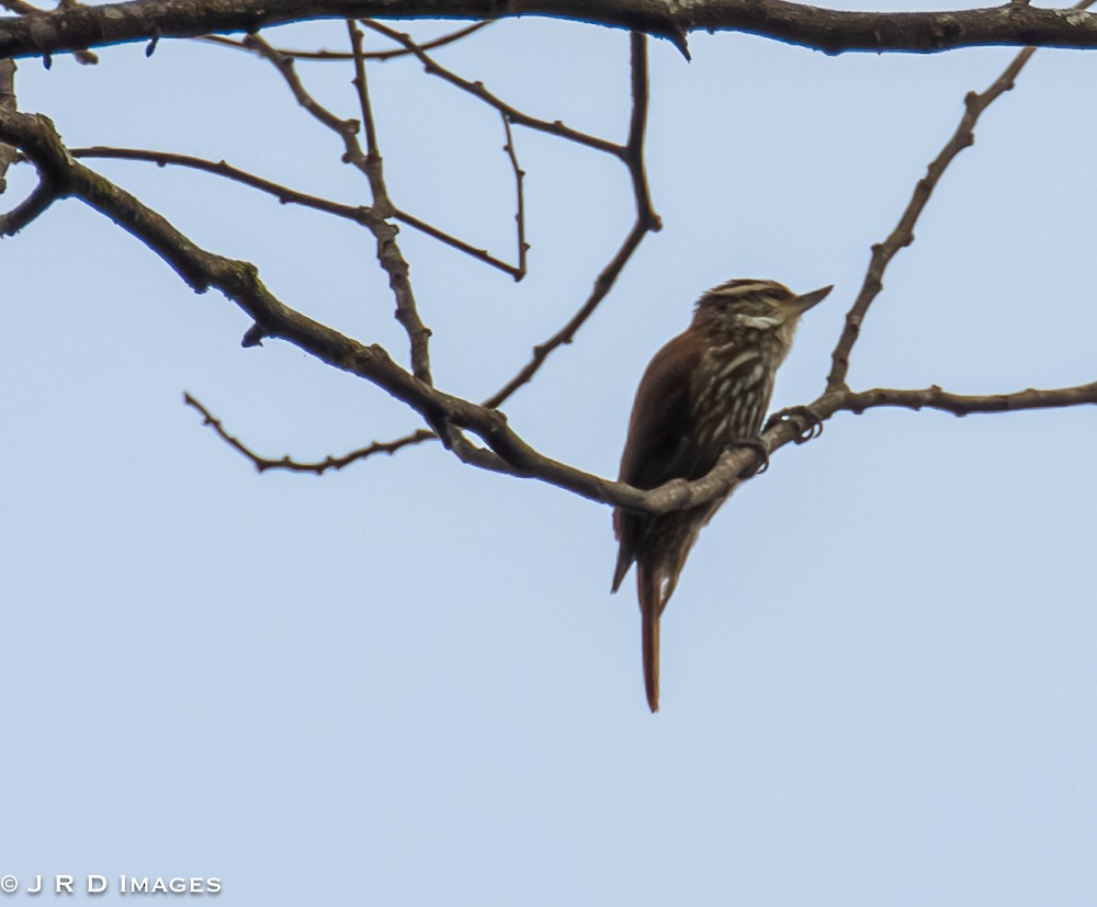 Streaked Xenops - ML642367047