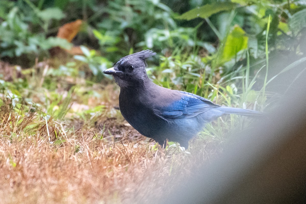Steller's Jay - ML642367048