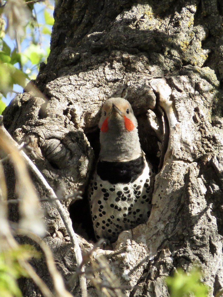 Northern Flicker (Yellow-shafted x Red-shafted) - ML642367049