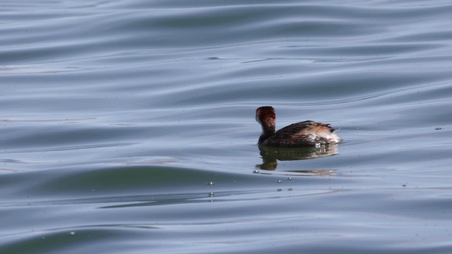 Titicaca Grebe - ML642367054