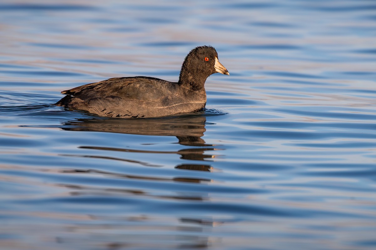 American Coot (Red-shielded) - ML642367056
