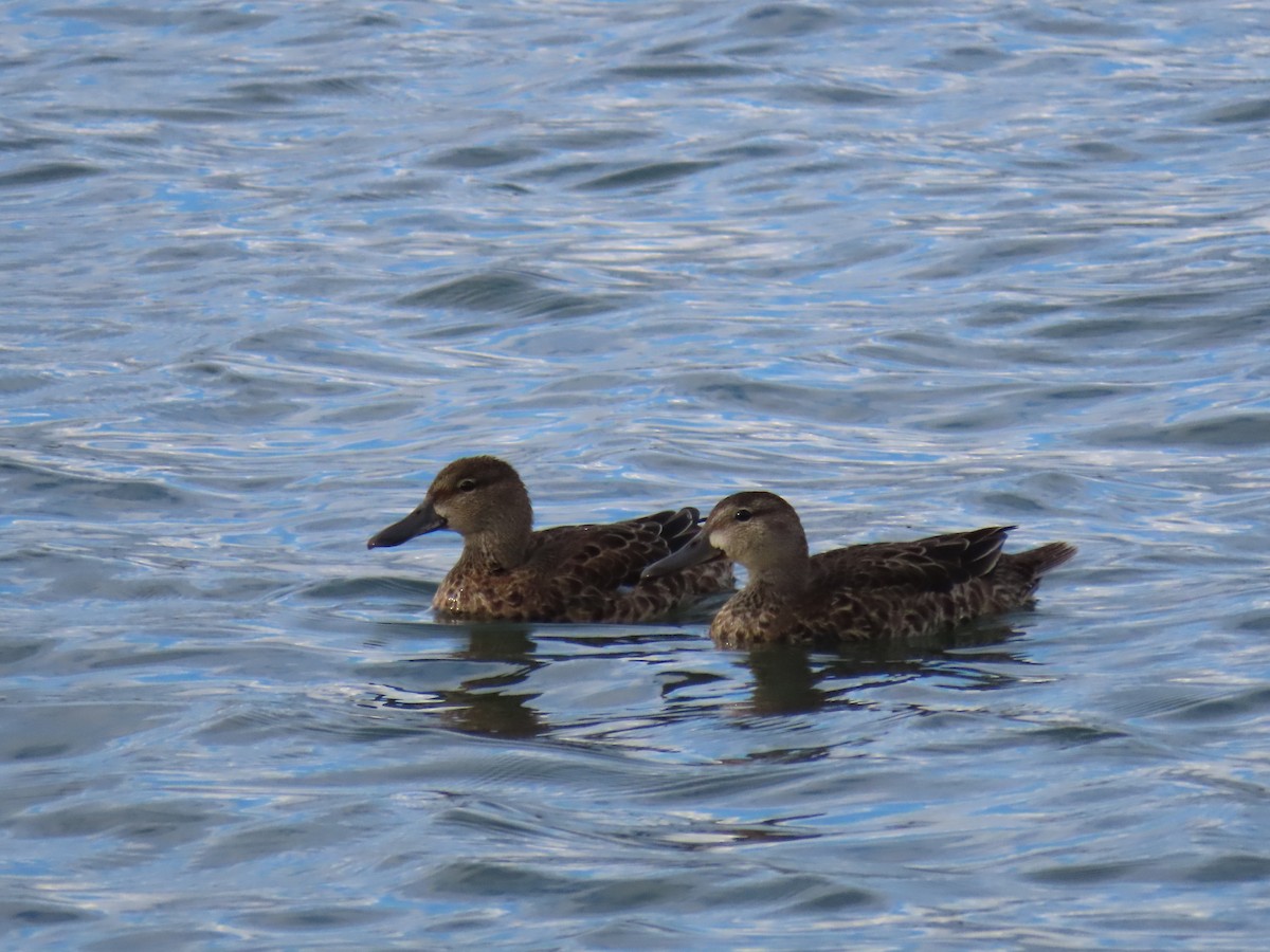 Blue-winged Teal - ML642367068