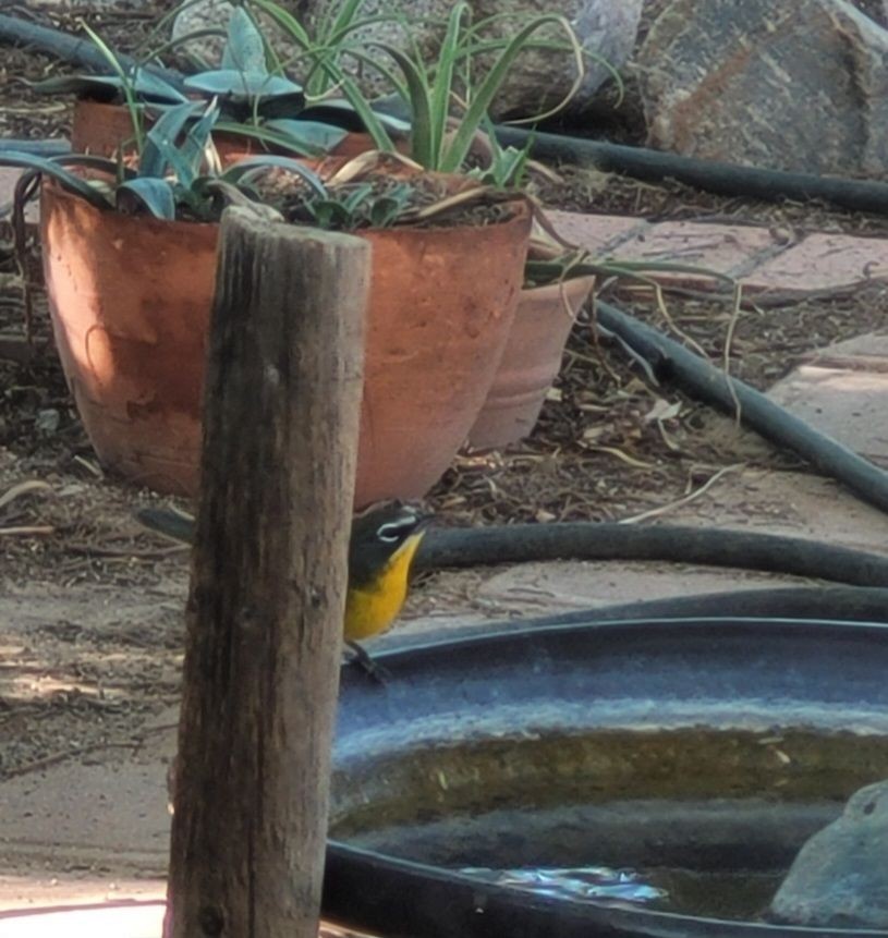 Yellow-breasted Chat - ML642367080