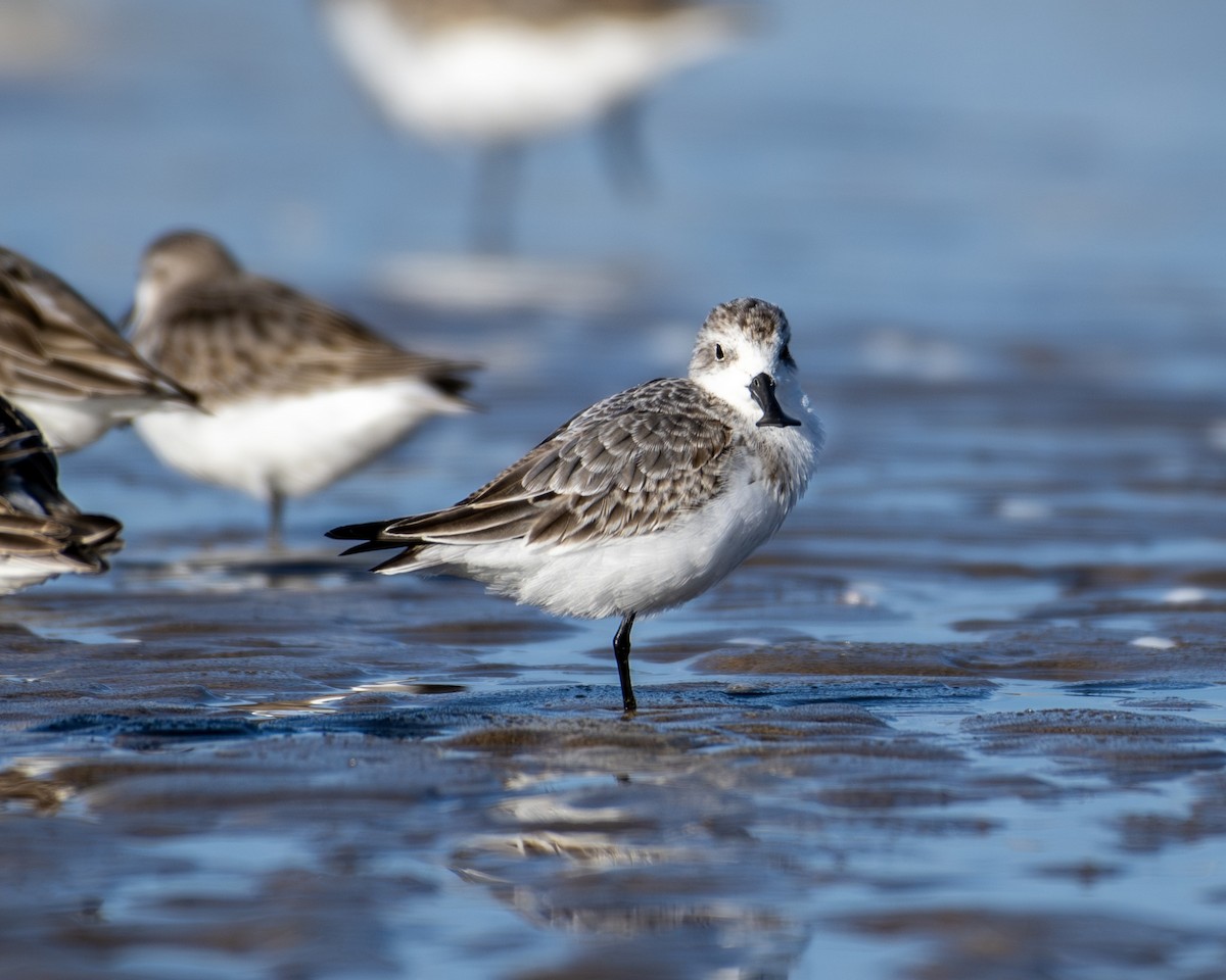 Spoon-billed Sandpiper - ML642367093