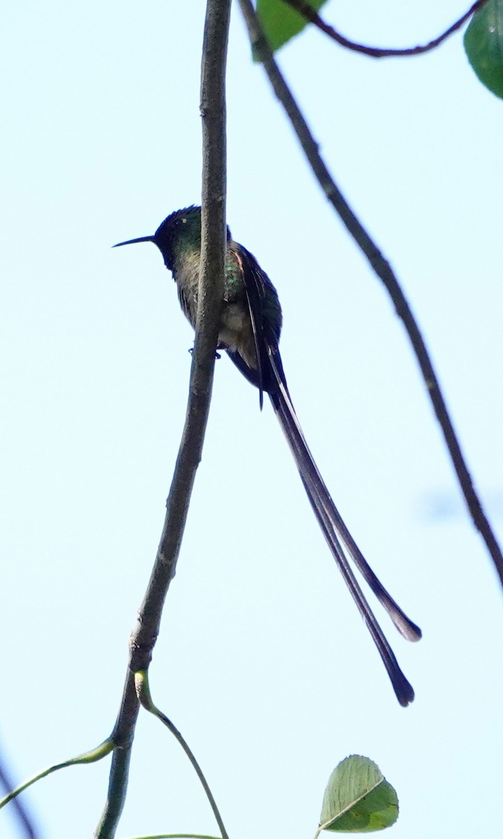 Black-tailed Trainbearer - ML642367096