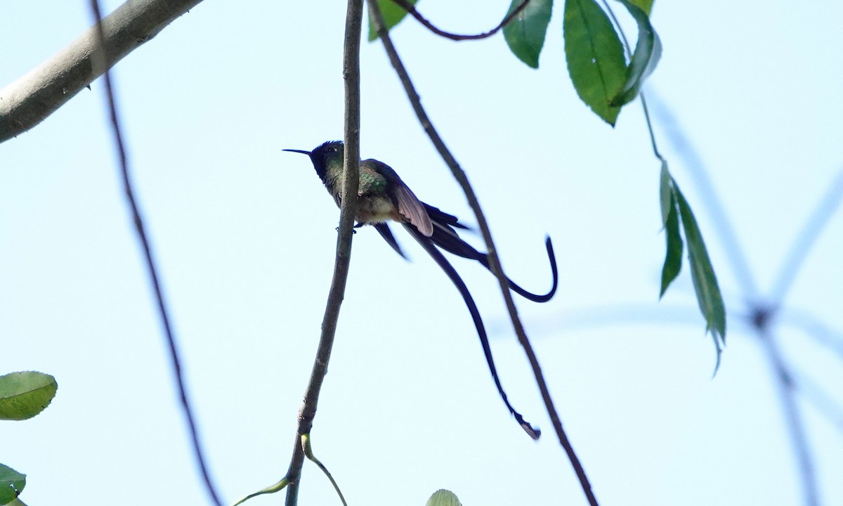 Black-tailed Trainbearer - ML642367097