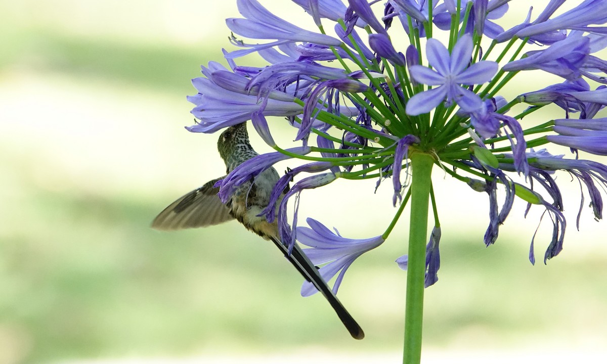 Black-tailed Trainbearer - ML642367098