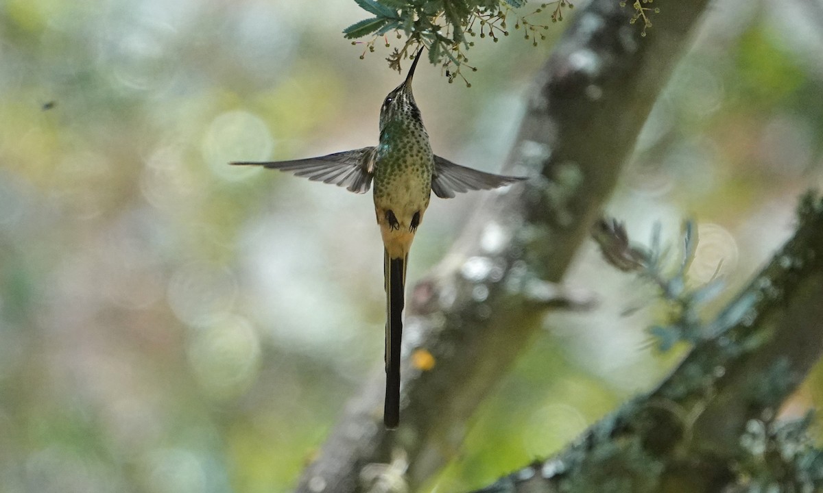 Black-tailed Trainbearer - ML642367099